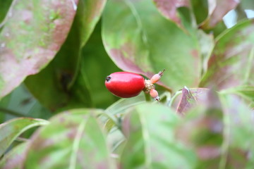 ハナミズキの実