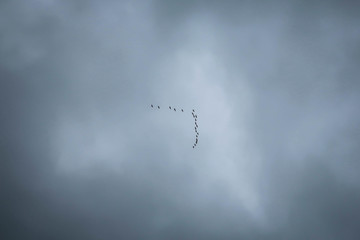 Wild geese flying, Dagestan, Russia