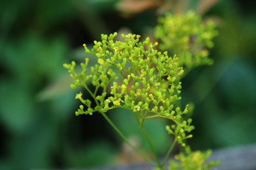オミナエシの花