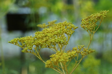 オミナエシの花
