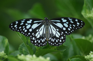 Tirumala limniace (blue tiger) Butterfly