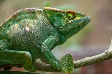 Amazing colorful Chameleon Parson's. Madagascar. Africa