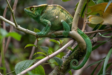 Naklejka na ściany i meble Amazing colorful Chameleon Parson's. Madagascar. Africa