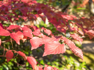 紅葉した樹