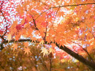 モミジの紅葉