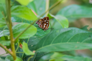 Silver Streak Blue (Formal Name: Iraota timoleon)
