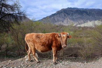 Fototapeta na wymiar Cute cows view of Caucasus villages, Dagestan, Russia