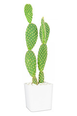 Cactus isolated on white background, Lovely green cactus, closeup cacti for decoration.