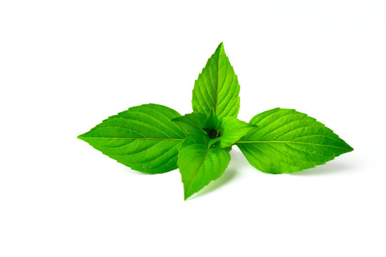 Green leaves isolated on white background.  basil leaves can used for herb content.
