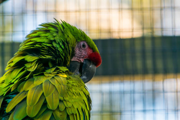 Amazone à ailes oranges.