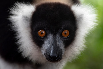 Black and White ruffed lemur. Madagascar. Africa