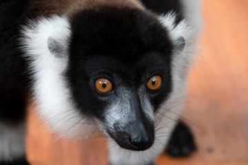 Black and White ruffed lemur. Madagascar. Africa
