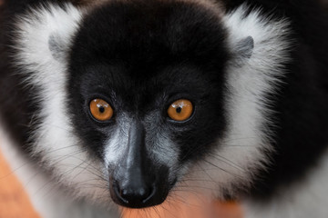 Black and White ruffed lemur. Madagascar. Africa