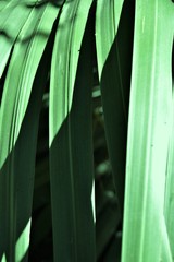 Obraz na płótnie Canvas Bright green palm leaves closeup