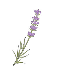 branch of lavender, violet flowers