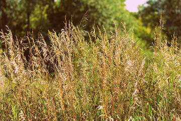 Dry grass close-up on a sunlit meadow on a summer day. Retro style toned