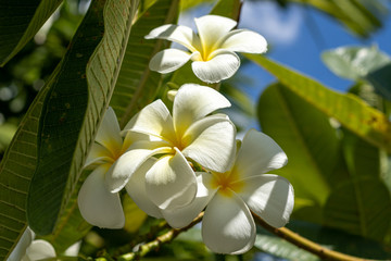 Plumeria white and yellow flowers in the garden