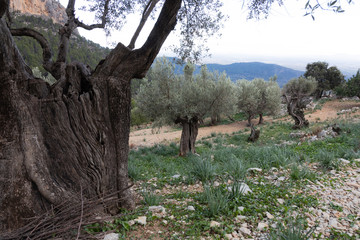 Alte Olivenbäume bei Alaró auf Mallorca