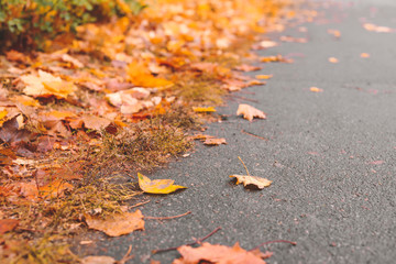 Fallen leaves on road in autumn park