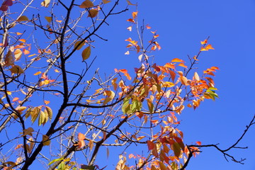 11月の遅い紅葉A