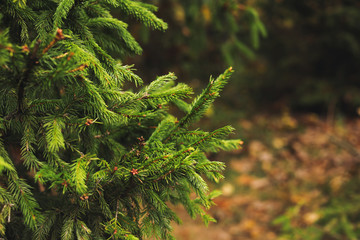 Green fir tree outdoors, closeup