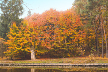 View of beautiful autumn park with pond