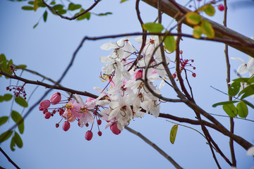 Beautiful blossom in nature garden