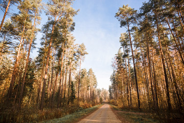 Autumn forest road. Rays of sunlight shine through the branches of trees.
