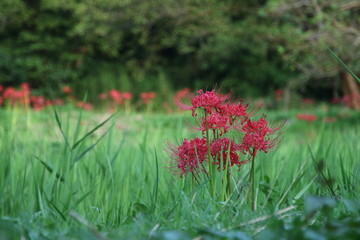 里山とヒガンバナ