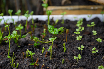 Seedling culture