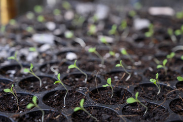 Seedling culture