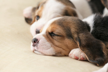Cute beagle puppies sleeping at home
