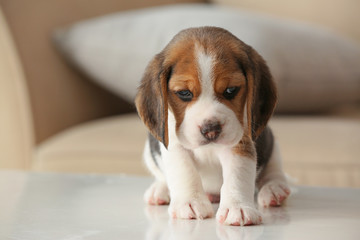 Cute beagle puppy at home