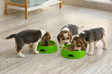 Cute beagle puppies eating food from bowls at home