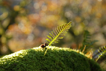 Fern growing from oak tree branch covered in moss in Wistman's Wood, Devon