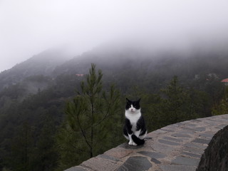 Black and white cat in the fog.