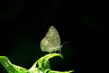 Beautiful small butterflies sitting on a branch of heather In a morning dew.