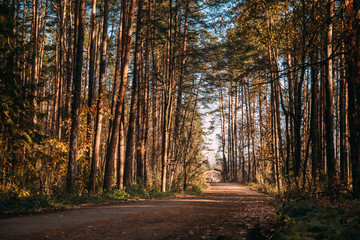 Forest road leading to a wooden house. Rays of sunlight shine through the branches of trees.