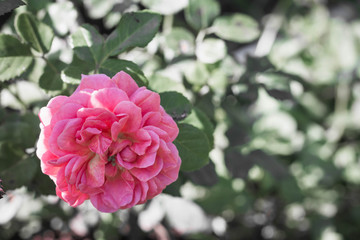 Pink Rose - Single pink rose growing with greenery in the background. Selective focus on the flower rose.