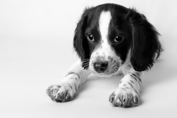 Beautiful puppy of a dog of a black-and-white color of a hunting breed "Russian Spaniel", studio portrait on a white background
