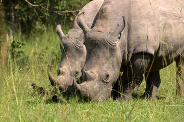 Foto op Plexiglas White rhino. Ziwa Rhino Sanctuary. Uganda. Africa © Vladislav