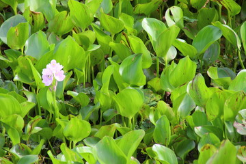Obraz na płótnie Canvas Close up of vividly colored common water hyacinths (Eichhornia crassipes) during summer