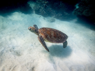 Sea Turtle Swimming Above White Sand Ocean Floor - 2