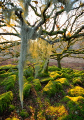 Ancient forest Wistman's Wood near Two Bridges in Dartmoor, Devon. Magical mysterious woodland with an eerie feel. Hundreds of years old twisted, moss-covered dwarf oak trees