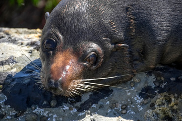 Fur Seal. Kaikoura. New Zealand