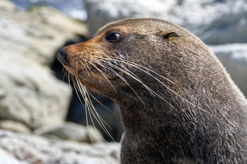Fur Seal. Kaikoura. New Zealand