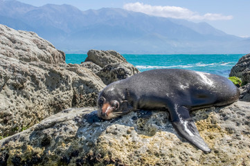 Fur Seal. Kaikoura. New Zealand