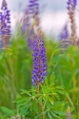 Lupine on the field. Photographed in cloudy summer weather.