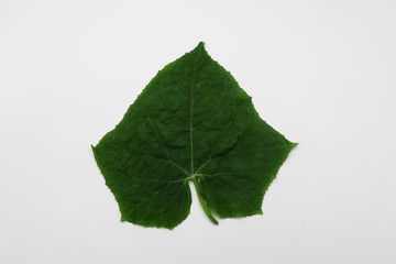 green leaf isolated on white background