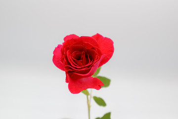 red rose isolated on white background